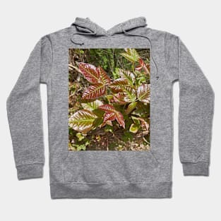 Leaves of Three Leave Them Be Hoodie